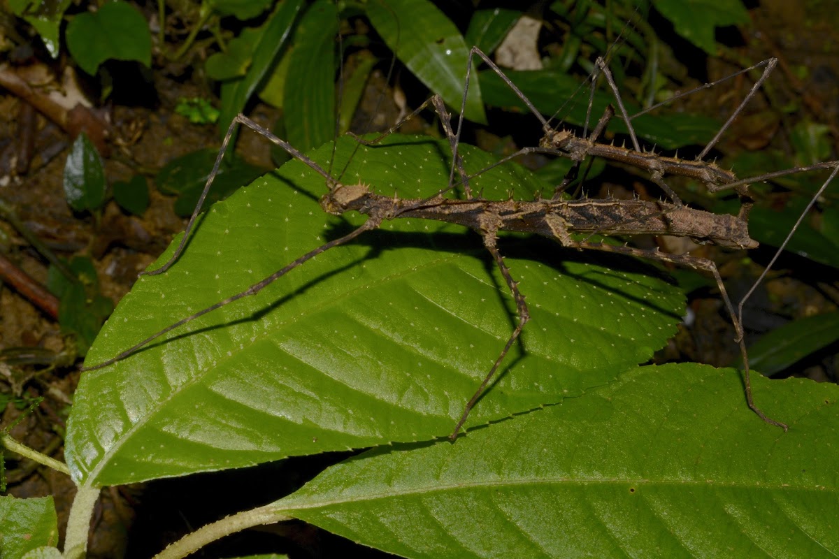 Stick Insect, Phasmid - pair of Male & Female