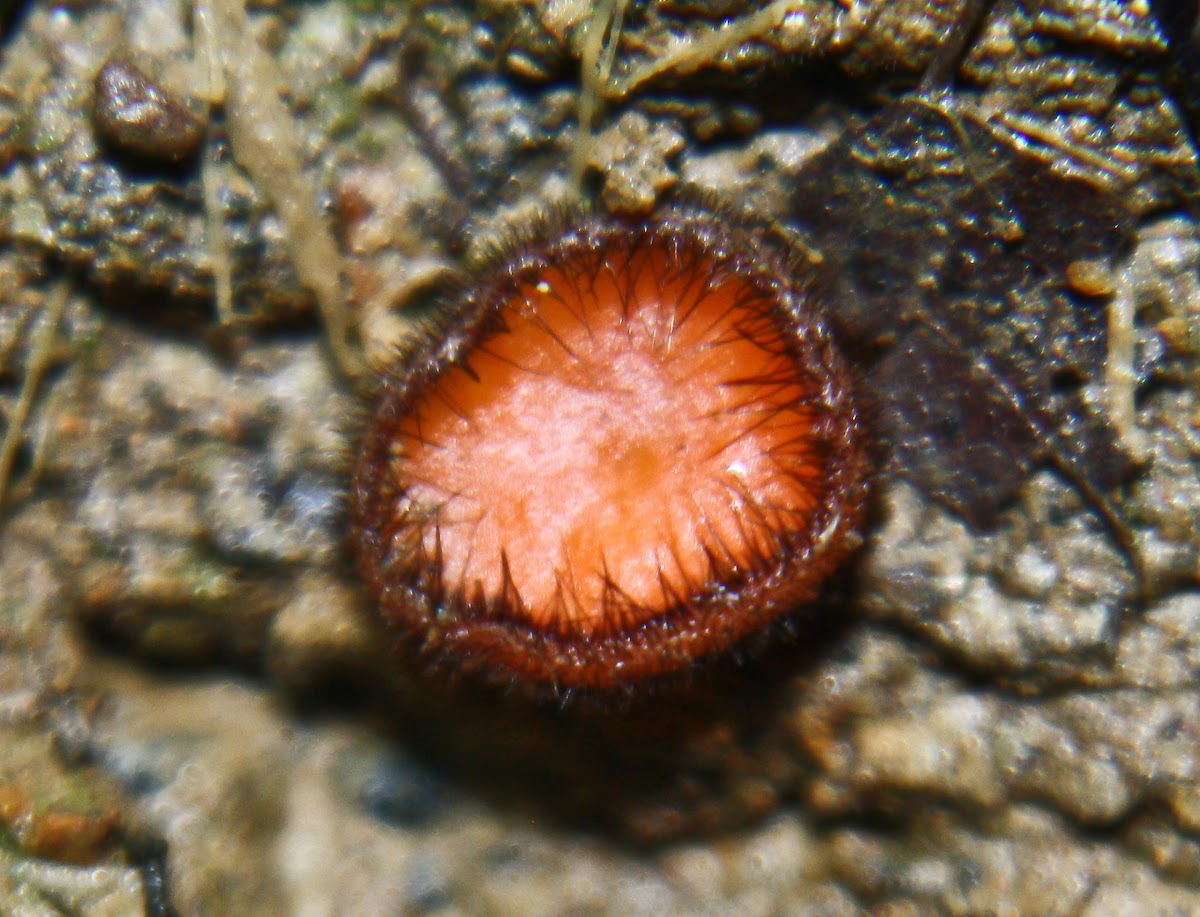 Eyelash Cup Fungus