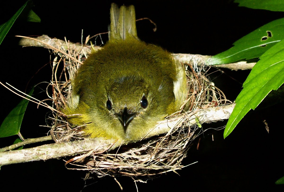 White-collared Manakin (female) chick and male )