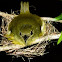 White-collared Manakin (female) chick and male )