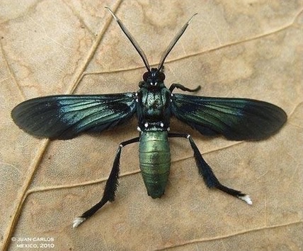 Chrysitis Wasp Moth
