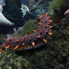 Giant California sea cucumber