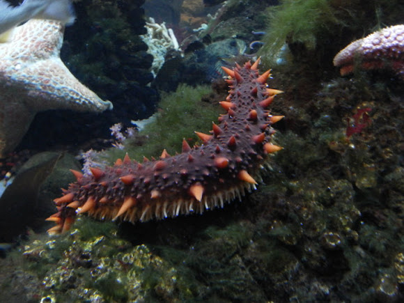 Giant California sea cucumber | Project Noah