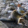 California Groun dSquirrel