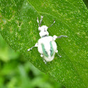 Fungus parasited Weevil
