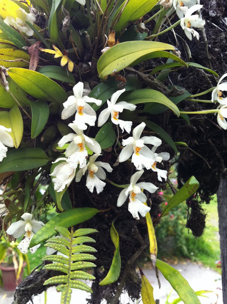 Ticoglosum orchid