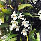 Ticoglosum orchid