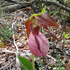 Pink lady's slippers