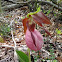 Pink lady's slippers