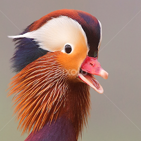 Portrait  by Stefano Ronchi - Digital Art Animals