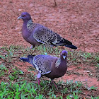Pombão asa-branca (Picazuro pigeon)
