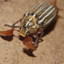 10 lined Giant Chafer