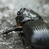 Bess Beetle