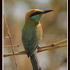 Green Bee-eater