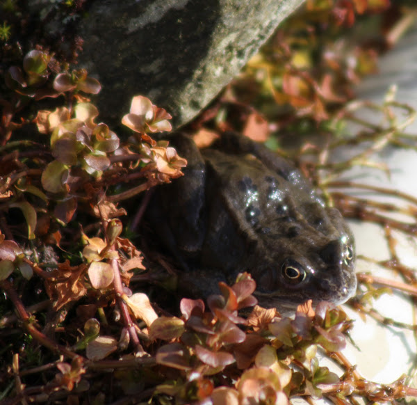 Common Garden Frog Project Noah