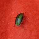 Manuka Beetle