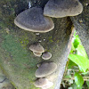 Shell-like Fungus
