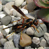 Northern Paper Wasp - female
