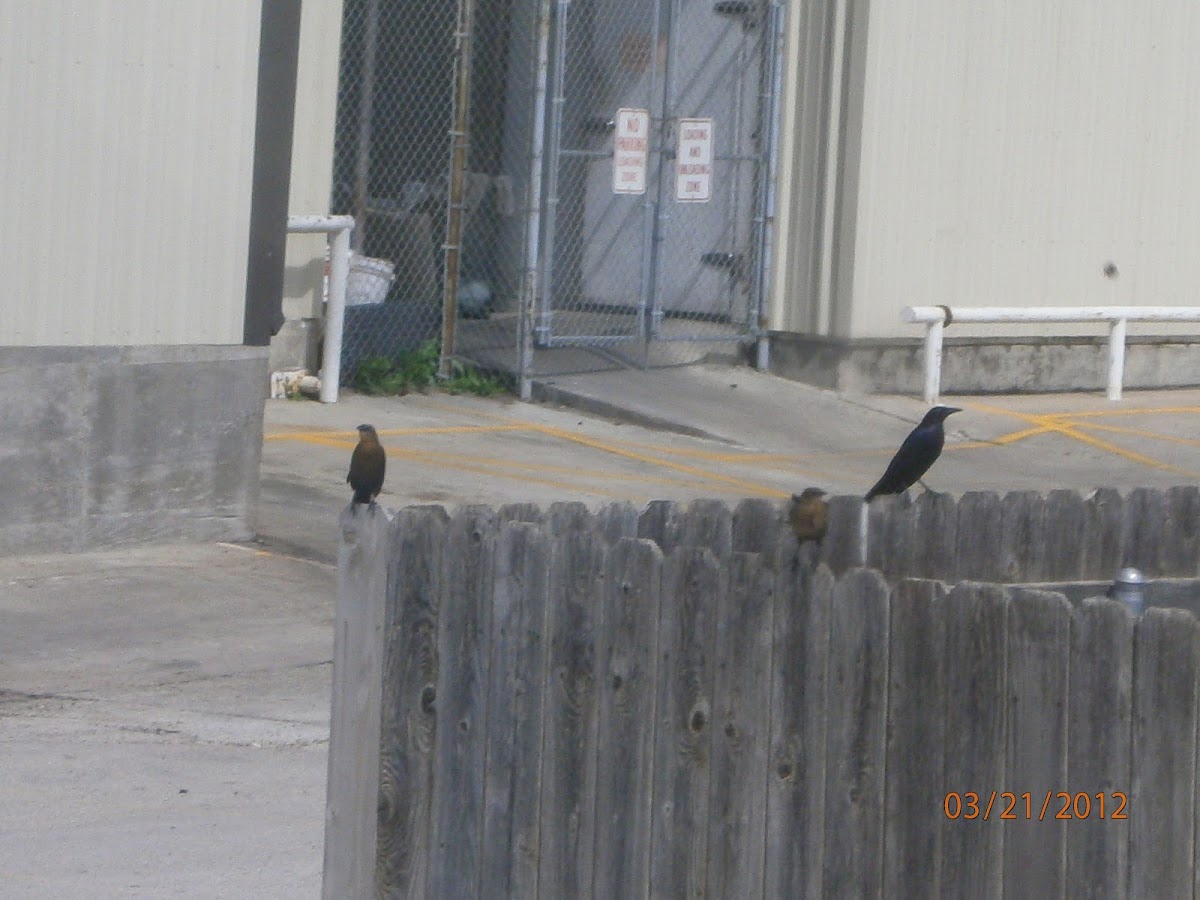 Great-Tailed Grackle, Common Grackle