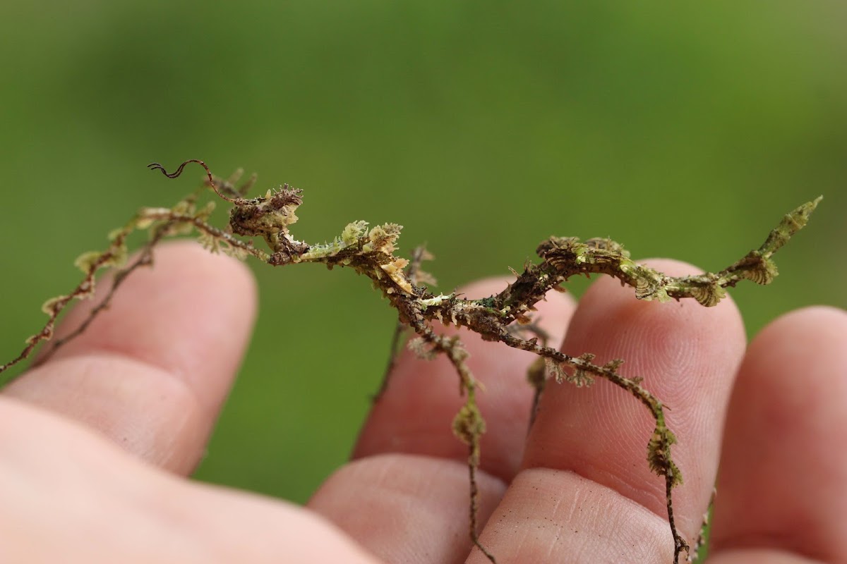 Moss mimic stick insect