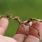 Moss mimic stick insect