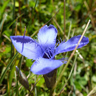 Fringed Gentian