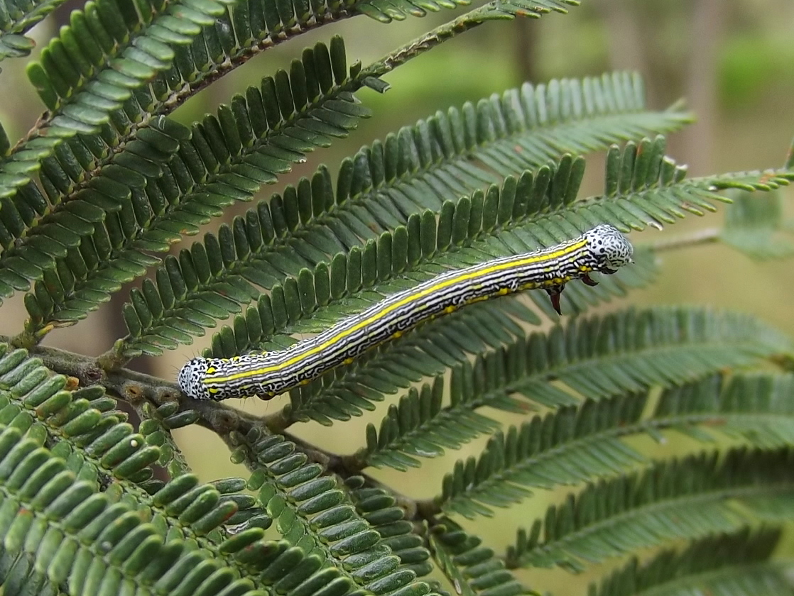 Pine  beauty looper caterpillar