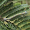 Pine  beauty looper caterpillar