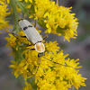 Soldier Beetle