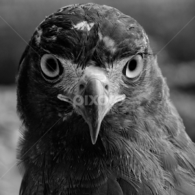Eagle Eyes by Vitto Arvin - Animals Birds