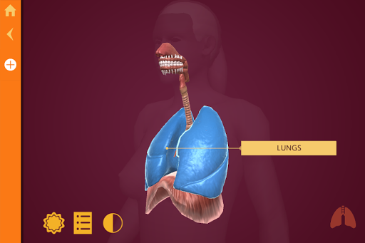 Anatomy - The Human Body