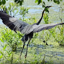 Great Blue Heron