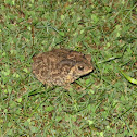 Cane toad