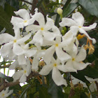 Pinwheel Jasmine