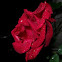 Heirloom red rose