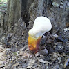 Young Lingzhi mushroom