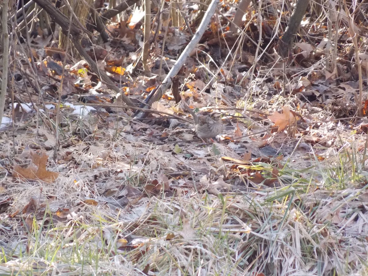 White-Throated Sparrow?