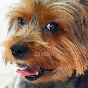 by Tupu Kuismin - Animals - Dogs Portraits