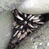 Slate pencil urchin