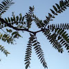 Mimosa Silk Tree Leaves