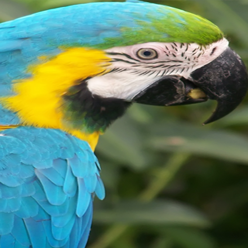 Macaw Parrots