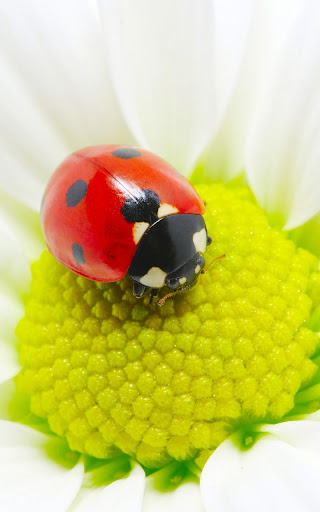 免費下載生活APP|Ladybugs Wallpaper app開箱文|APP開箱王