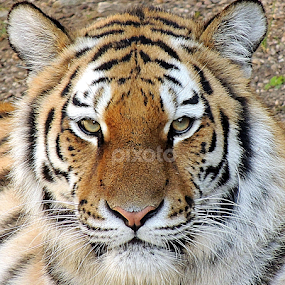 Tschuna by Kathryn Willett - Animals Lions, Tigers & Big Cats