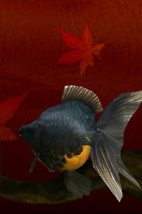 Gold Fish 3D Live Wallpaper(圖3)-速報App