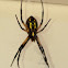 Black-and-yellow Argiope