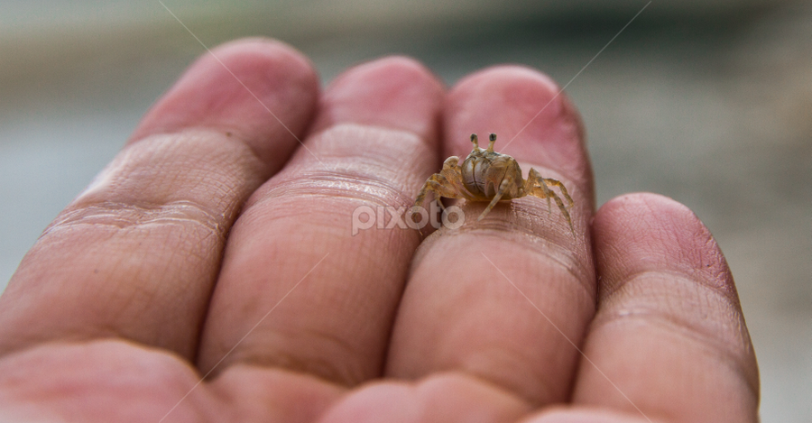 Tiny little crab | Sea Creatures | Animals | Pixoto