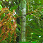 macarthur palm