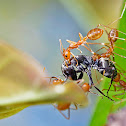 weaver ant fighting with black ant