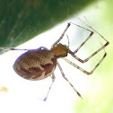 Hammock Spider