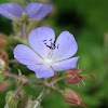 Meadow cranesbill